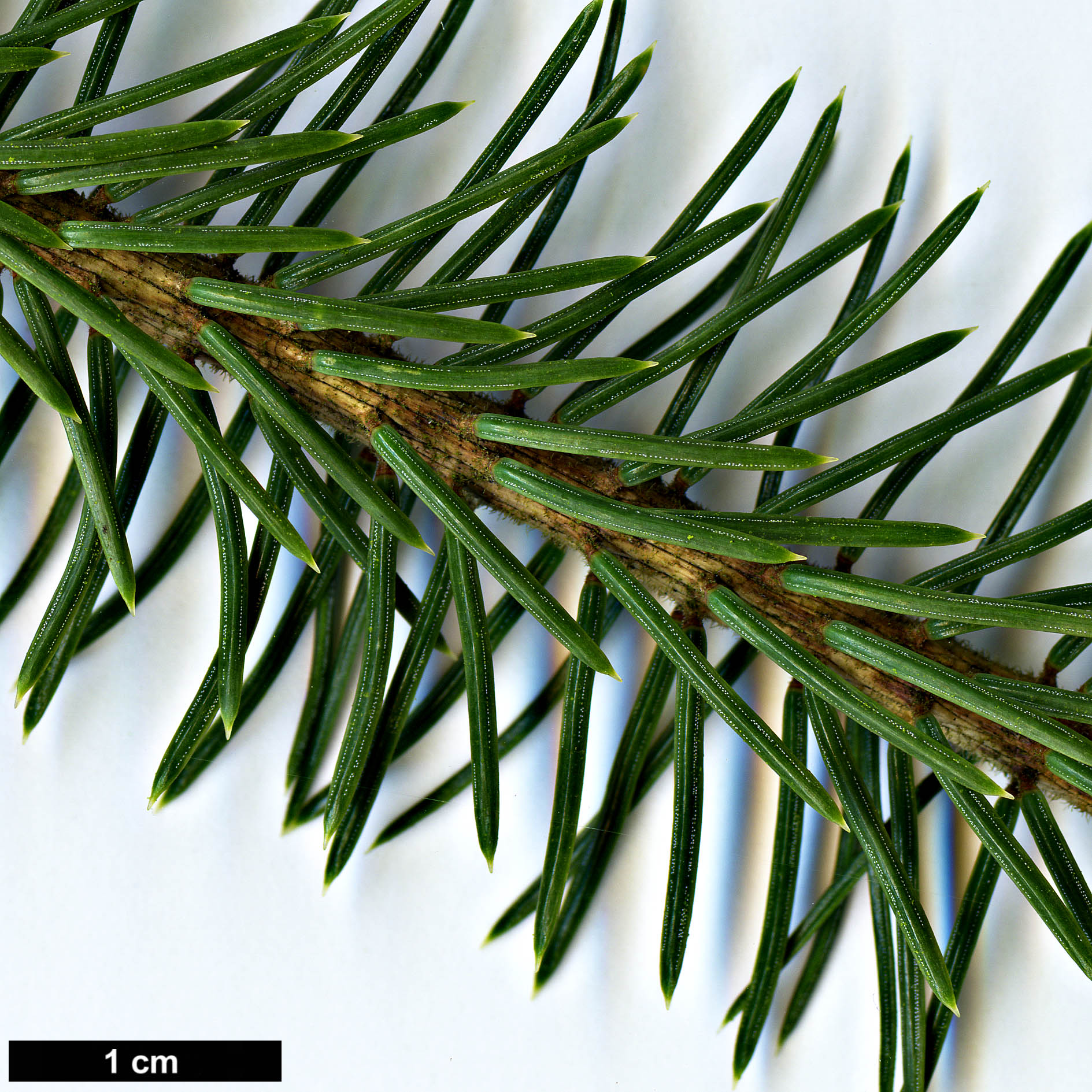 High resolution image: Family: Pinaceae - Genus: Picea - Taxon: koraiensis - SpeciesSub: var. pungsanensis